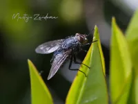 Bromvliegen [Caliphoridae]